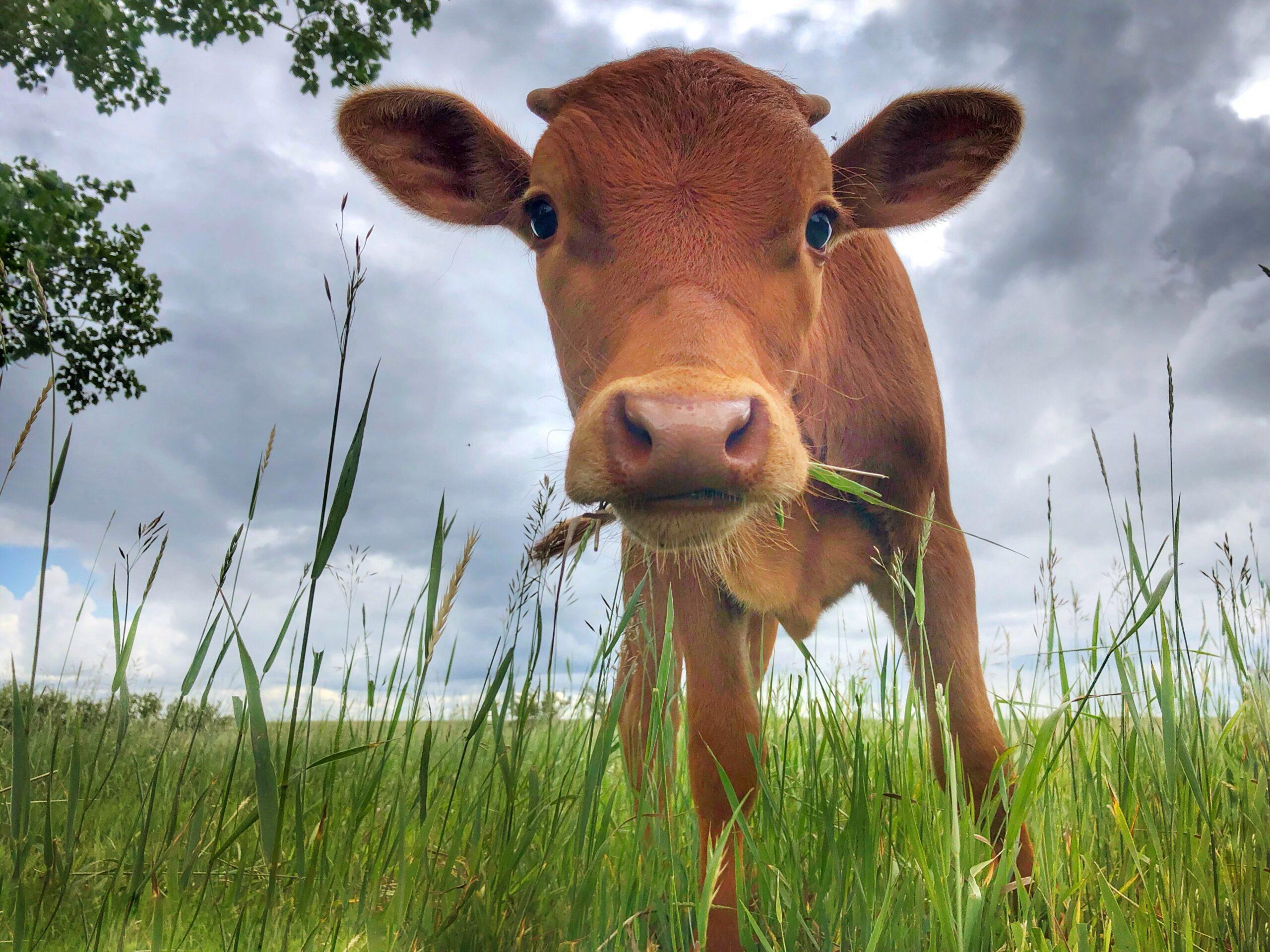 K. Dedora – Horn Buds